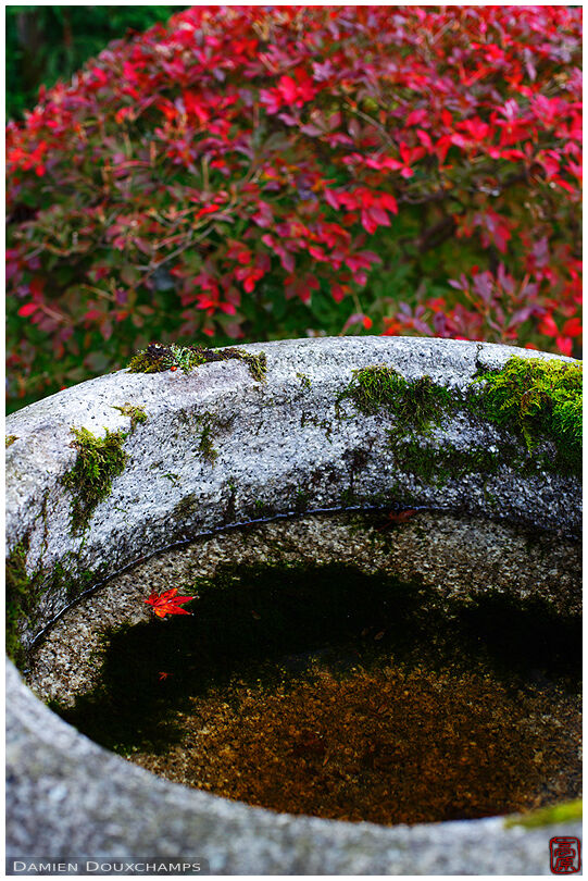 Water basin with red maple leaf, Jikko-in temple