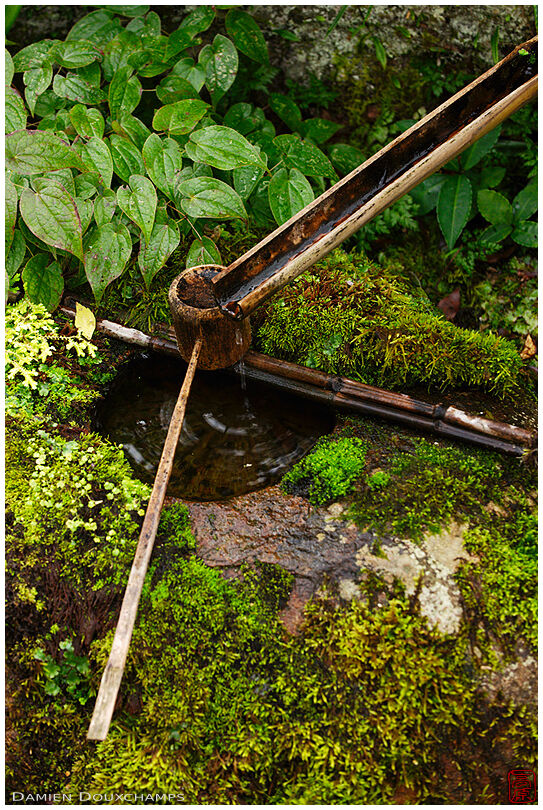 Small moss-covered tsukubai water basin, Jikko-in temple