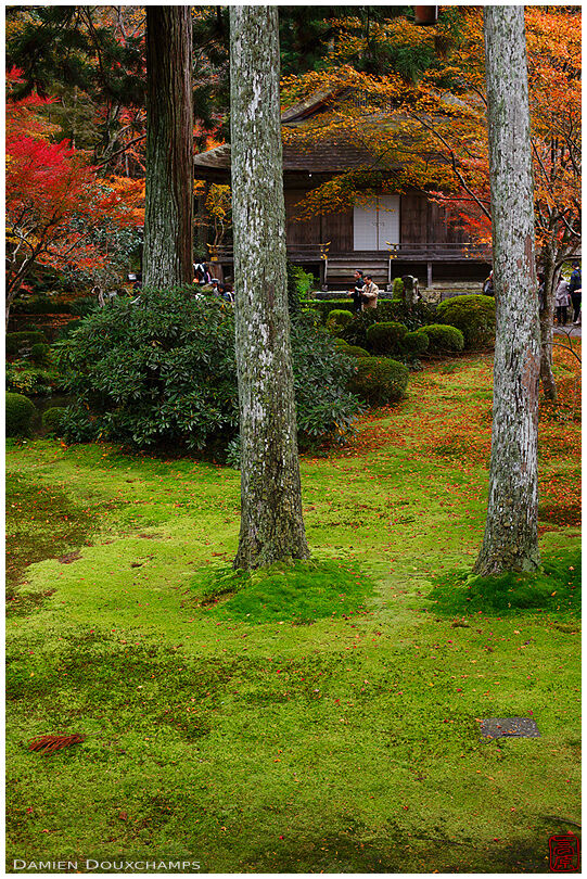 Moss garden in autumn, Sanzen-in temple