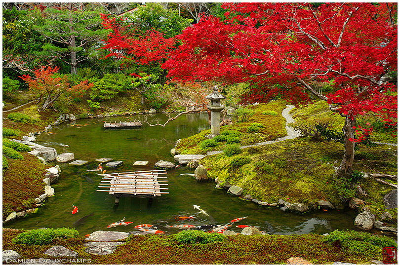 Koi carps in autumnal zen garden, Kouun-ji temple