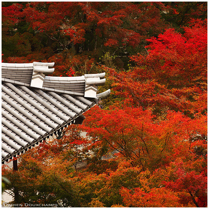 Temple roof in autumn, Eikan-do