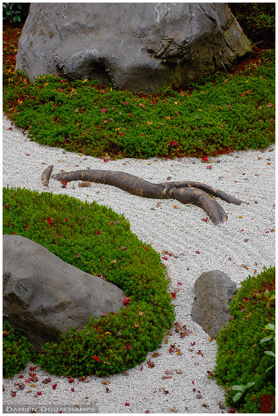 Protruding root in moss garden, Eikan-do temple