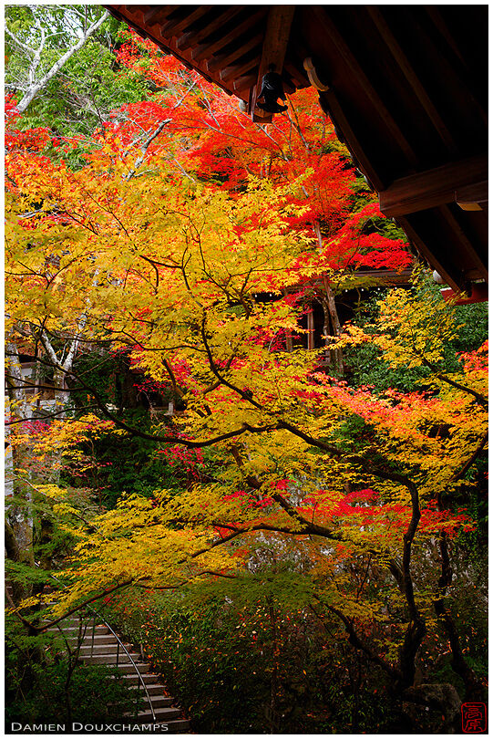 Stairway in autumn, Eikan-do temple
