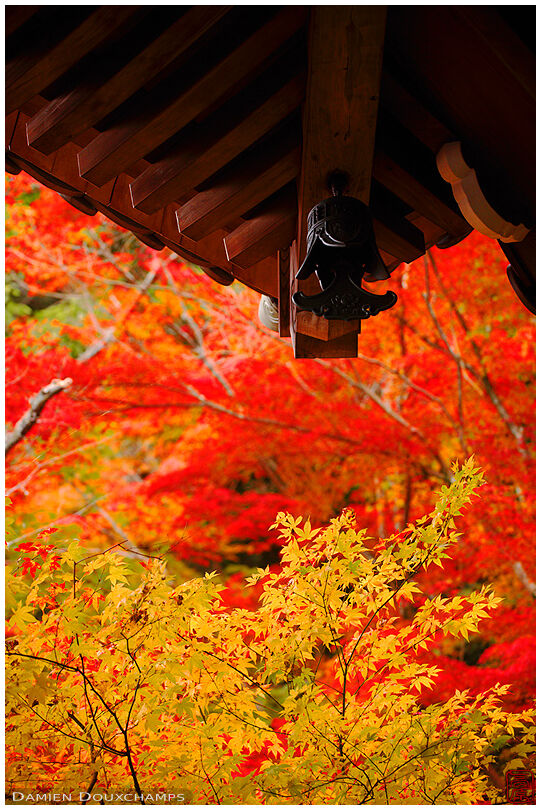 Autumn colours, Eikan-do temple