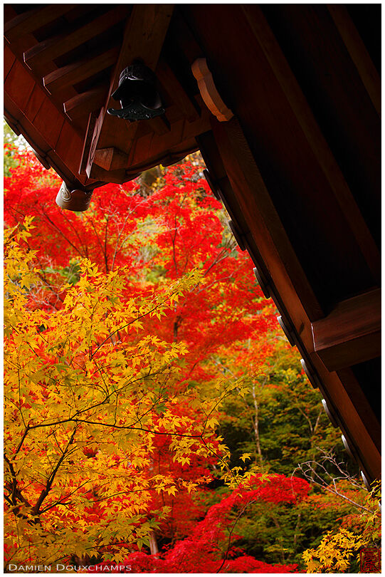 Autumn colours, Eikan-do temple