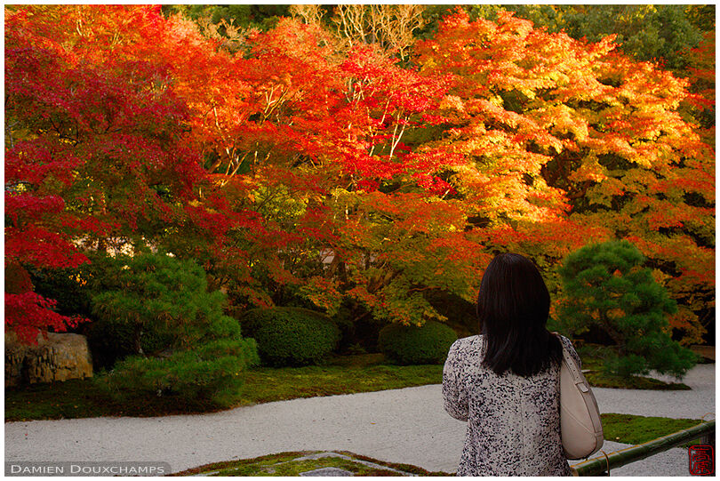 Watching fiery autumn colors in Tenju-an temple