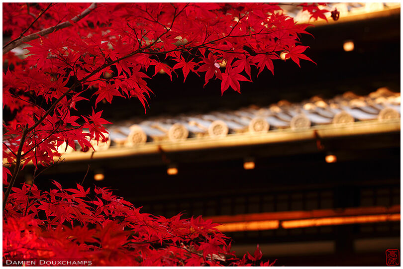 Red maple leaves and tradiutional Japanese roof structures, Tenju-an temple