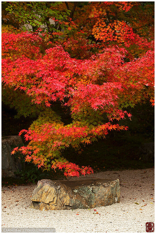 Autumn colours in rock garden, Tenju-an temple