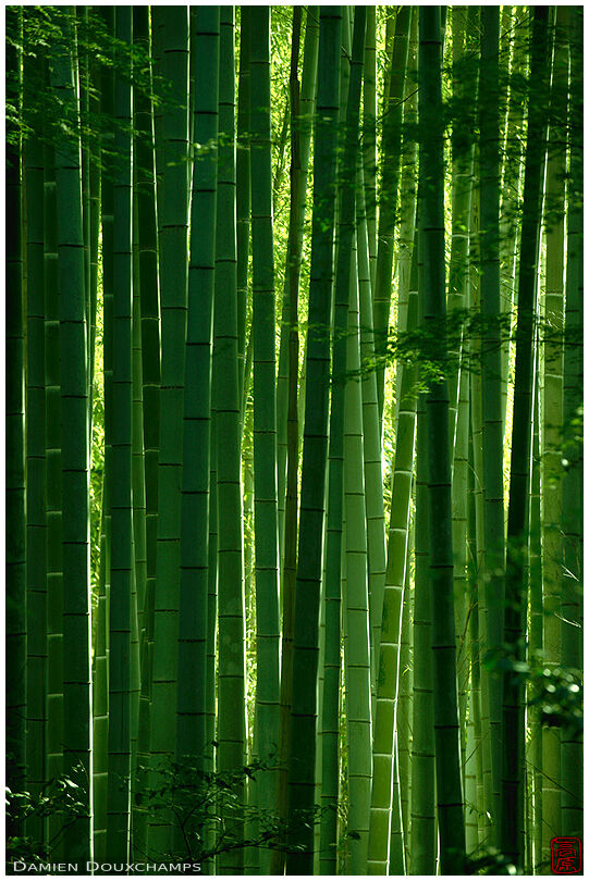 Bamboo forest, Jizo-in temple