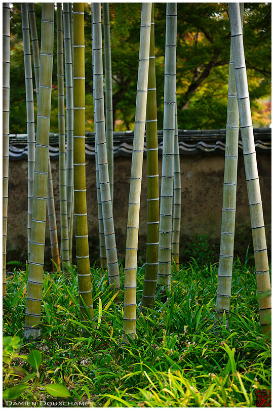 Bamboo grove, Hongo-in temple