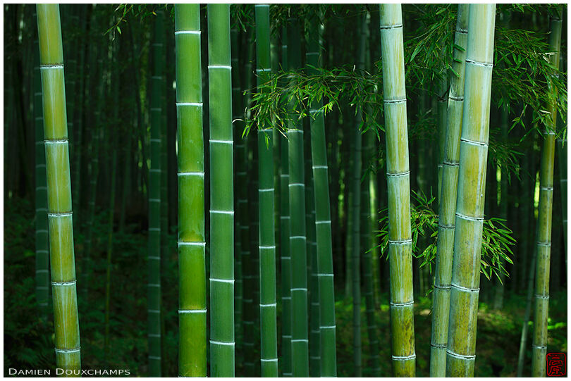 Bamboo forest, Tenryu-ji temple