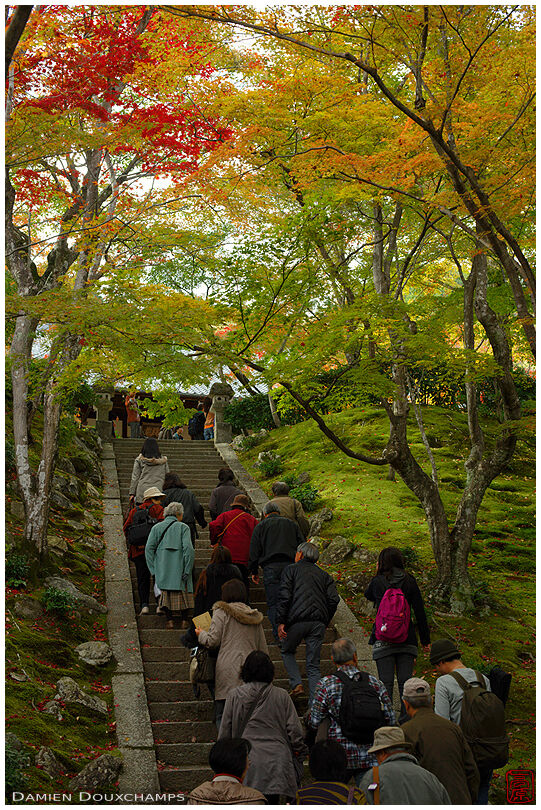 Tourists clibing stairs in maple grove, Jojakko-ji temple