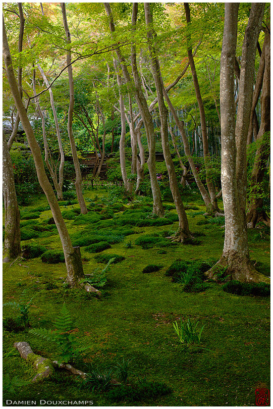 Moss garden, Giyo-ji temple
