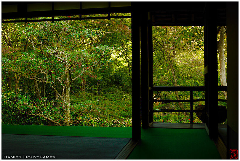 Forest surrounding meditation hall, Jikishi-an temple