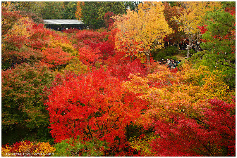 Autumn colours, Tofuku-ji temple