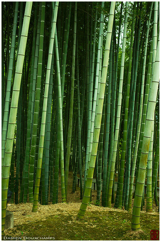 Bamboo forest, Kodai-ji temple