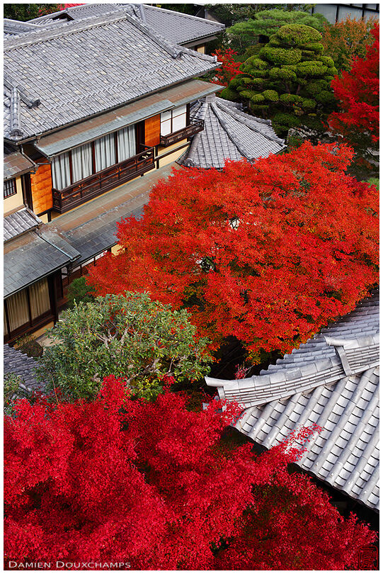 Red maple trees in Daiun-in temple