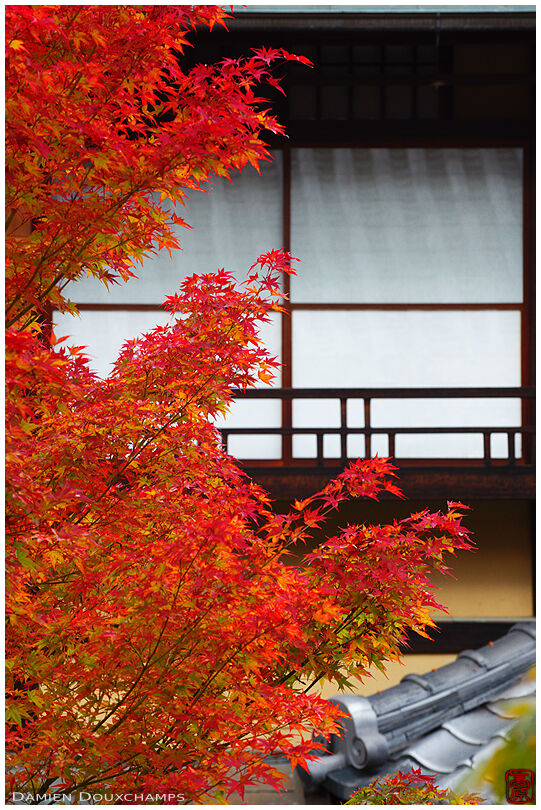 Red maple tree in autumn, Daiun-in temple