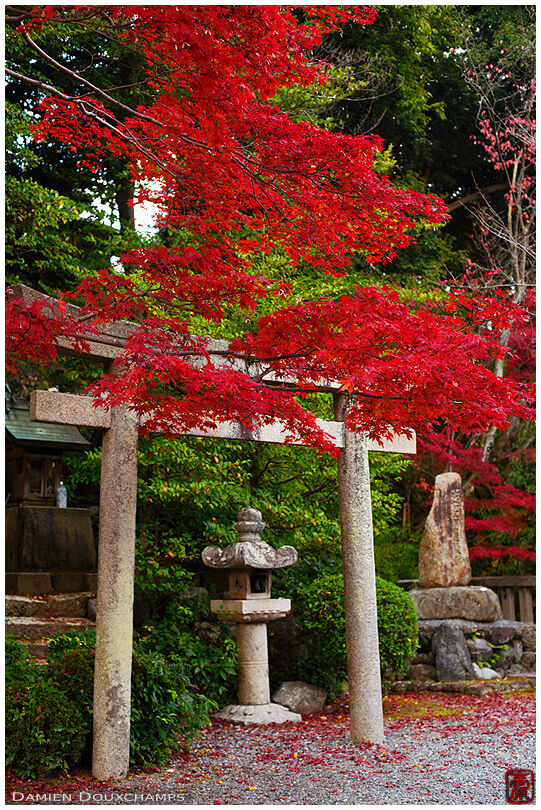 Torii with red maple tree, Komyo-ji temple