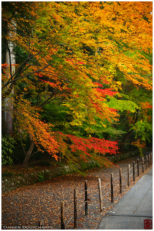 Autumn colours, Komyo-ji temple
