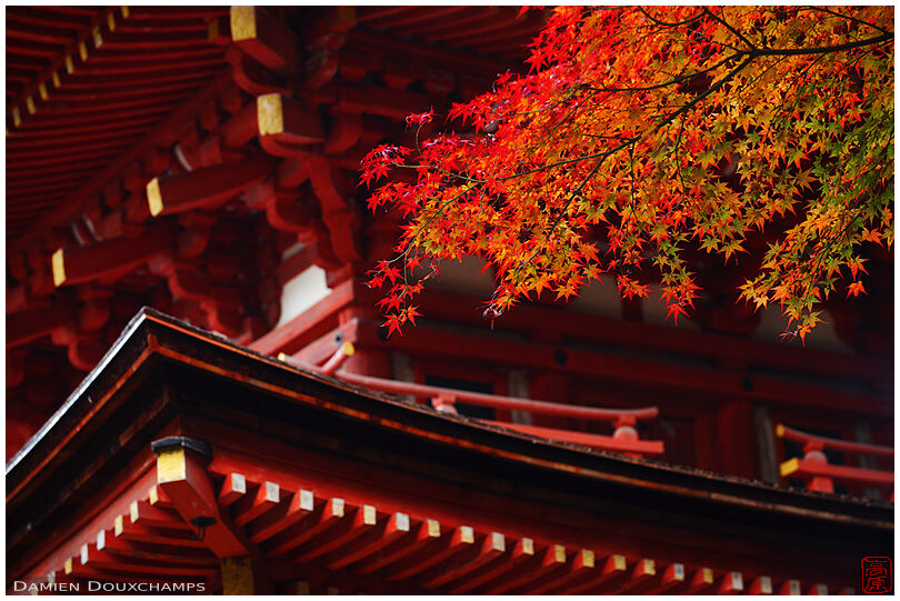 Autumn colours and pagoda, Joruri-ji temple