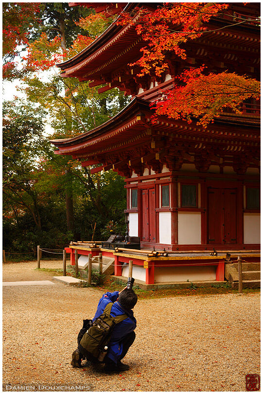 Photographer and pagoda in autumn, Joruri-ji temple