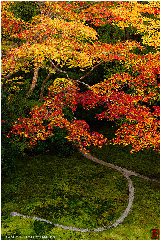 Moss garden with autumn colours, Ruriko-in temple