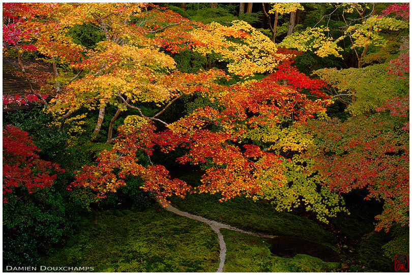 Moss garden with autumn colours, Ruriko-in temple