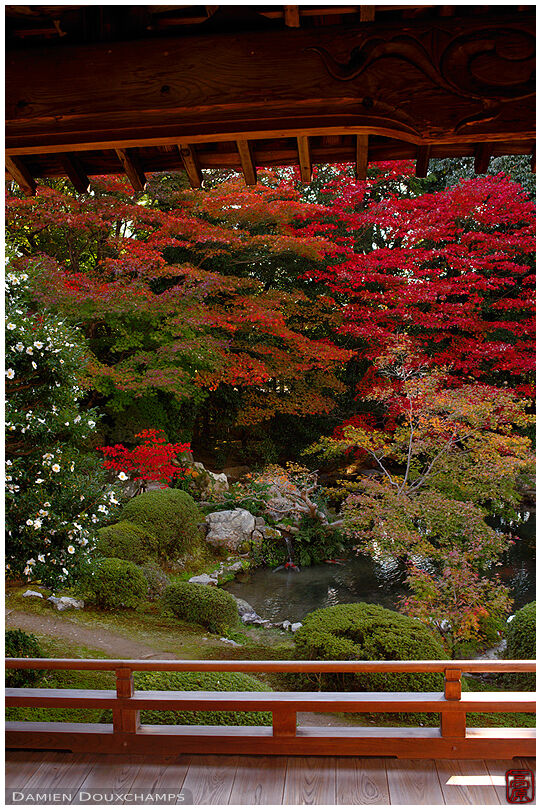 Autumn colours from balcony, Zuishin-in  temple