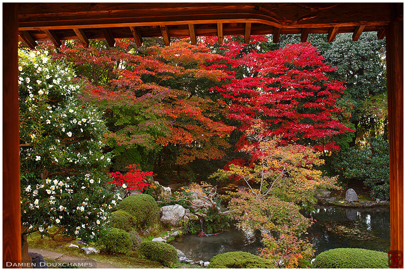 Autumn colours from temple hall, Zuishin-in temple