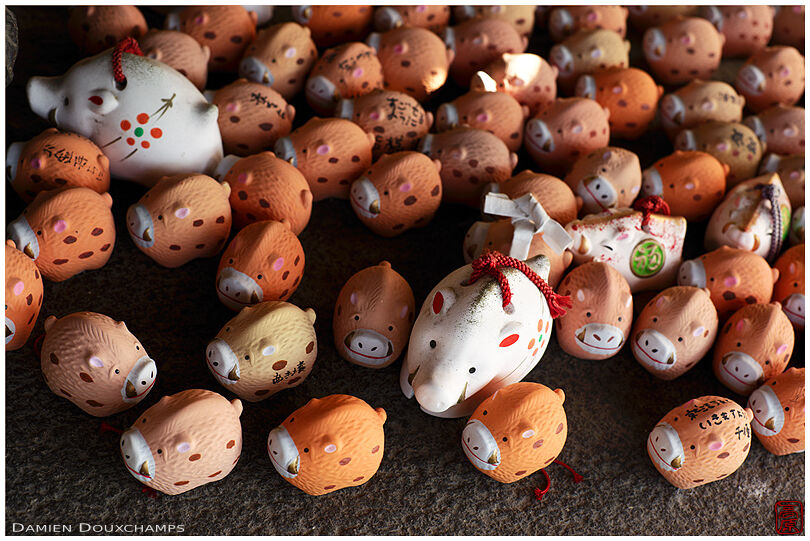 Cute collection of wild boar votive offerings in Marishisonten-dō, Kyoto, Japan
