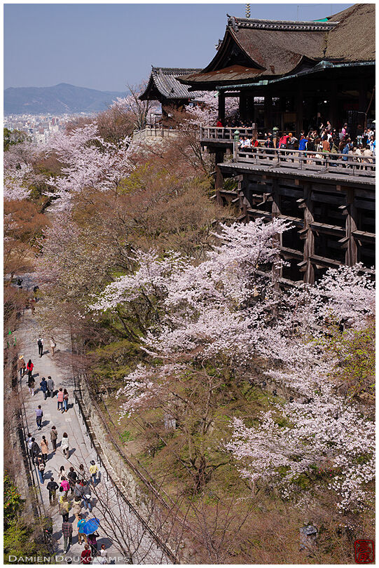 Cherry blossom season in Kiyomizu-dera temple, Kyoto, Japan