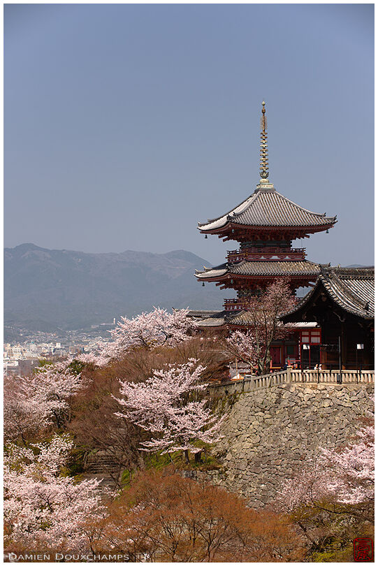 Cherry blossoms around Kiyomizudera temple pagoda, Kyoto, Japan