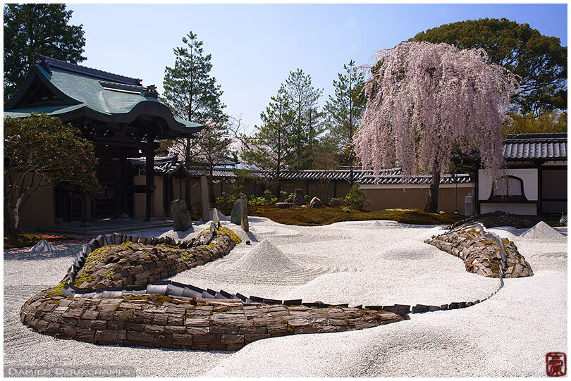 Sakura blooming over the rock and dragon garden of Kodai-ji temple, Kyoto, Japan