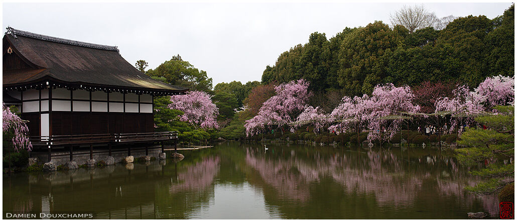 Sakura blooming around the Heian-jingu pond, Kyoto, Japan