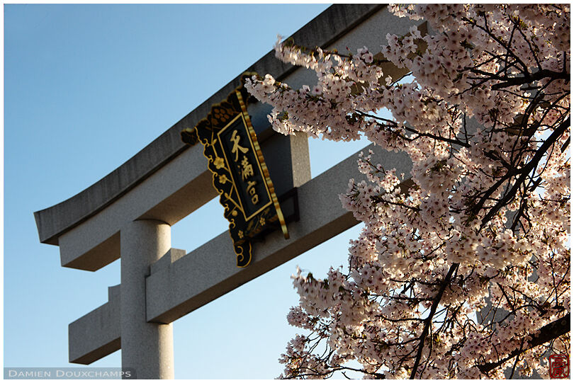 Stone torii and cherry blossoms, Nagaoka Tenmangu shrine, Kyoto, Japan