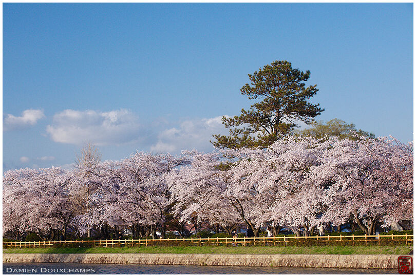 Cherry blossoms around the pond of Nagaoka Tenmangu, Kyoto, Japan
