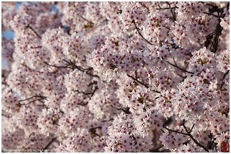 Cherry blossoms in Nagaoka Tenmagu shrine, Kyoto, Japan