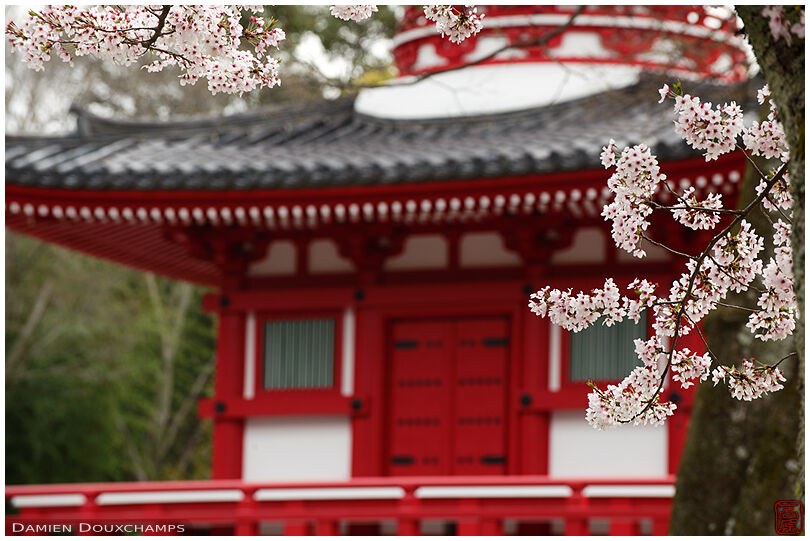 Cherry blossoms around the red pagoda of Daikaku-ji temple, Kyoto, Japan