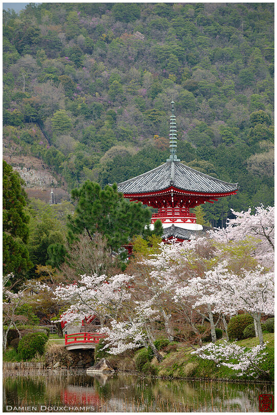 Red bridge and pagoda with cherry blossoms around the pond of Daikaku-ji temple, Kyoto, Japan