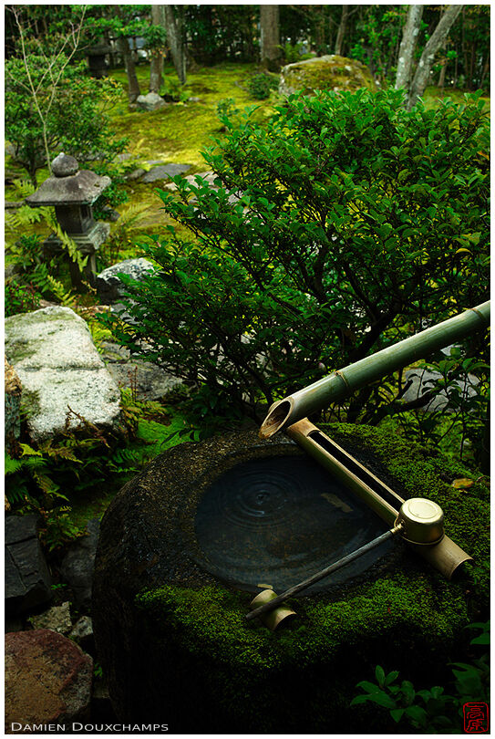 Mossy tsukubai in green Japanese garden, Daiho-in temple, Kyoto