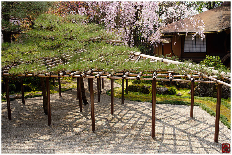 Shidare spring blossoms over the garden of the Sumiya house in Kyoto, Japan