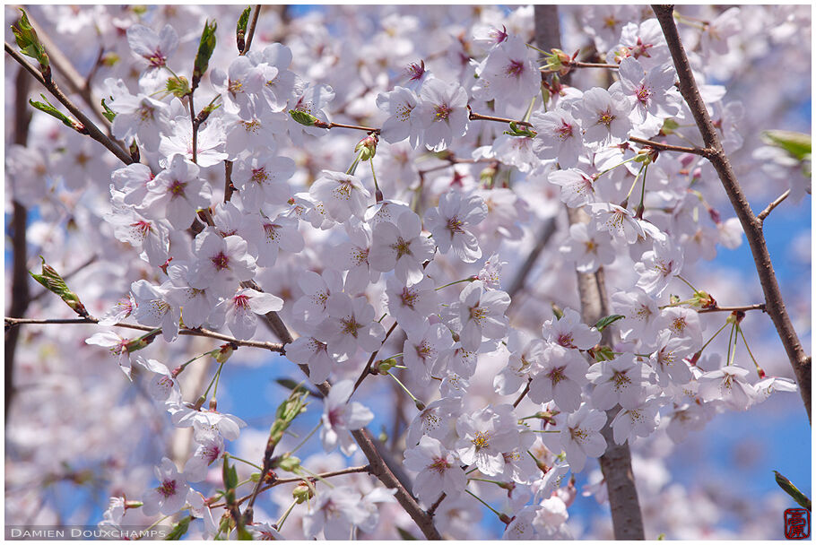 Kyoto Photography