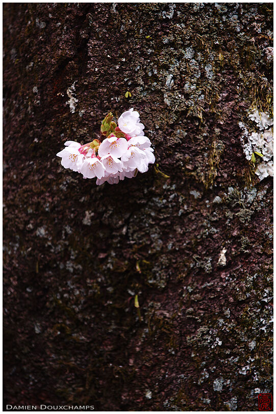Courageous sakura flowers peeking through the tree's thick trunk, Shoji-ji temple, Kyoto, Japan