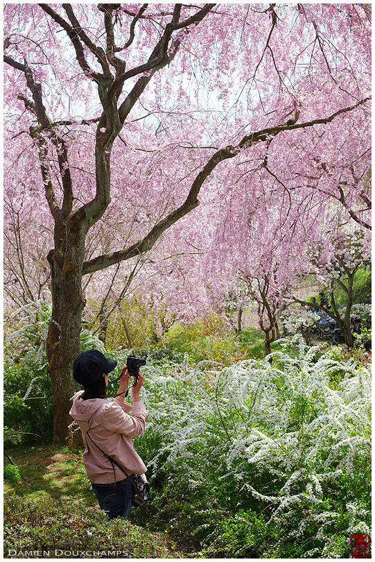 Woman lost in flowers during peak cherry blossom season in the Haradani-en garden, Kyoto, Japan