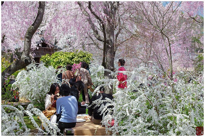 Visitors eating lunch among a deluge of flowers in Haradani-en, Kyoto, Japan