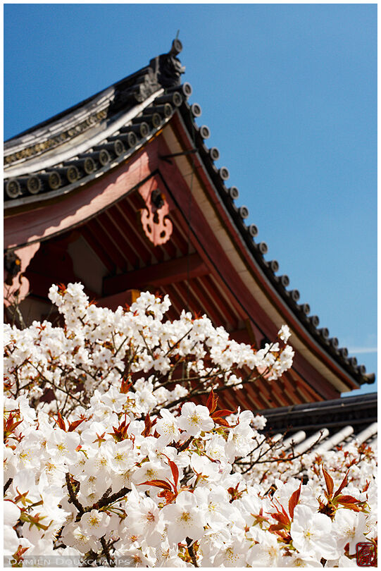 Cherry blossoms and central gate of Ninna-ji temple, Kyoto, Japan