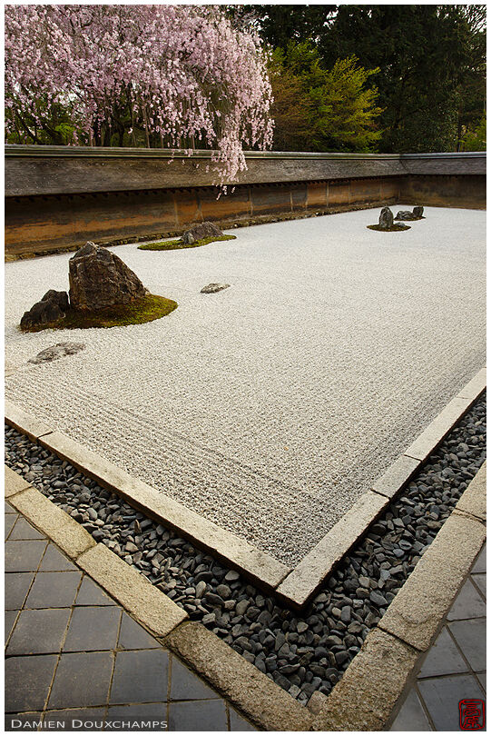 Shidare cherry blossoms over the rock garden of Ryoan-ji temple, Kyoto, Japan