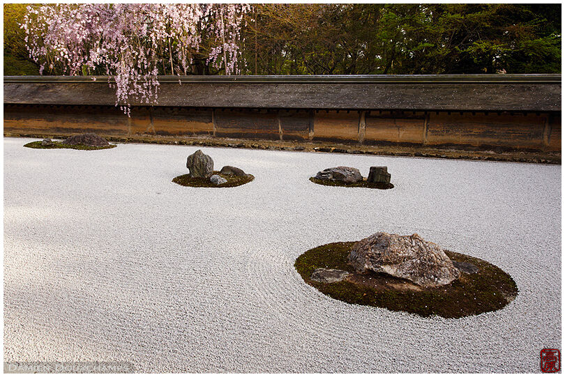 Weeping cherry blossom over the famous rock garden of Ryoan-ji temple, Kyoto, Japan