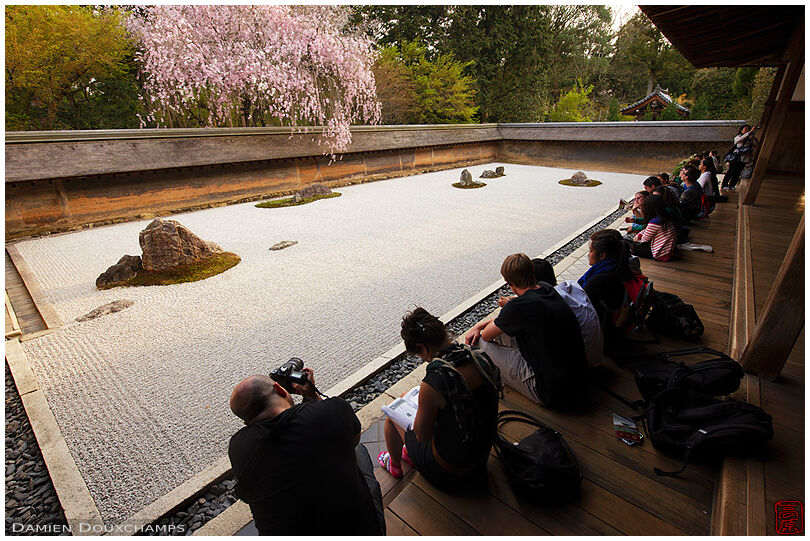 Visitors enjoying weeping shidare sakura in the rock garden of Ryoan-ji temple, Kyoto, Japan